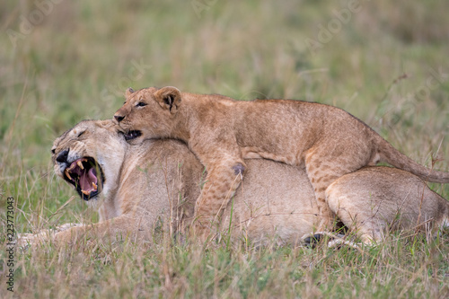 Fototapeta Naklejka Na Ścianę i Meble -  Lioness and cub playing