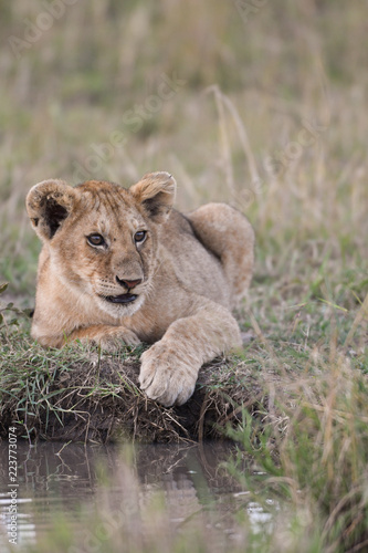 Fototapeta Naklejka Na Ścianę i Meble -  Lion cub sitting by a water hole
