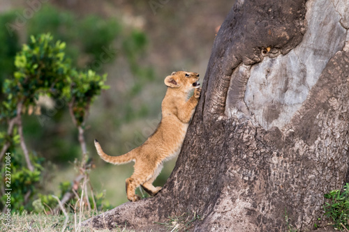 Fototapeta Naklejka Na Ścianę i Meble -  Lion cub climbing a tree