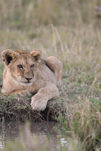 Fototapeta Naklejka Na Ścianę i Meble -  Lion cub sitting by a water hole