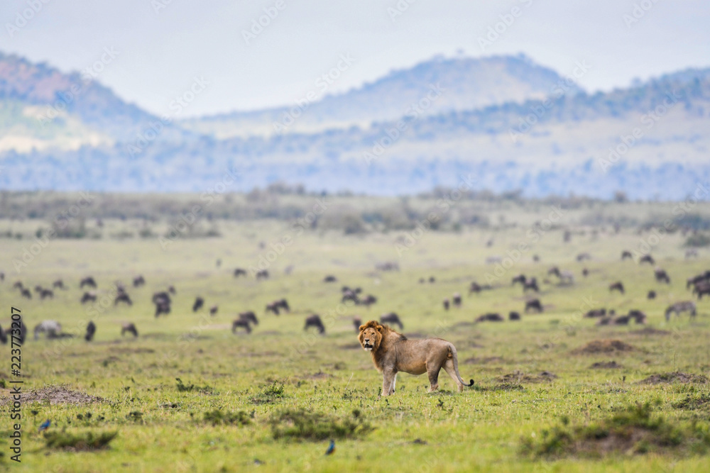 Male lion resting in a savannah in Masai Mara Male lion resting in a savannah in Masai Mara