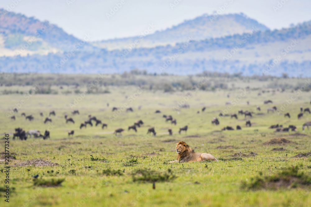 Male lion resting in a savannah in Masai Mara