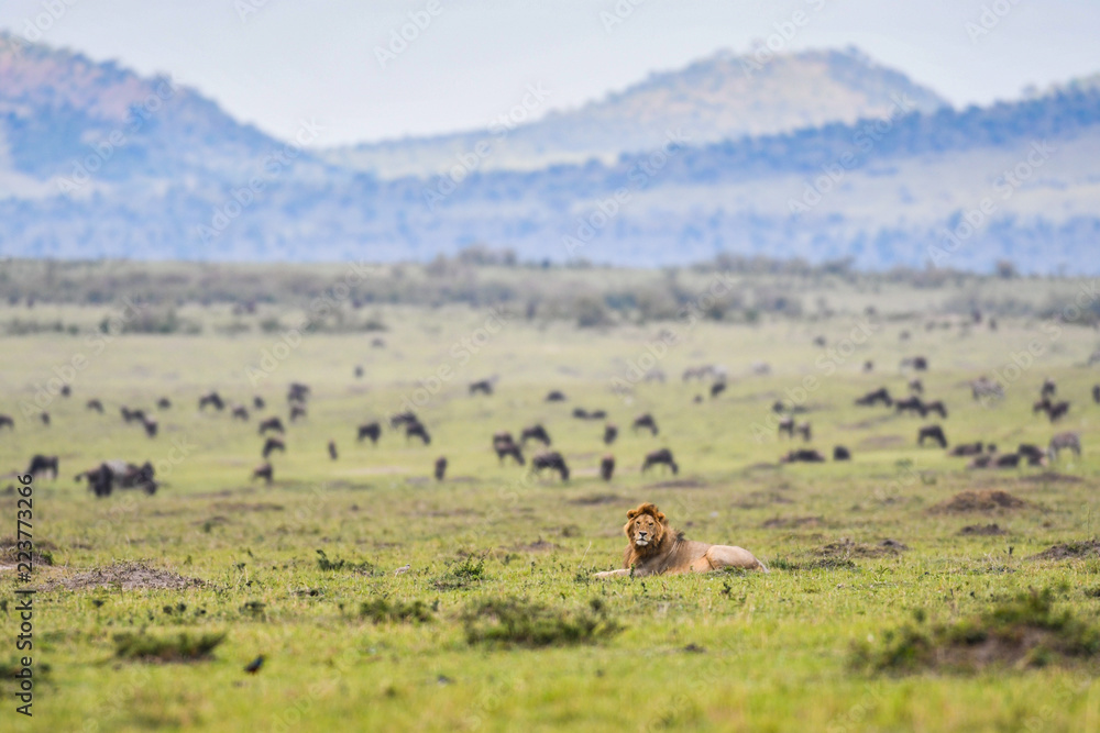 Male lion resting in a savannah in Masai Mara