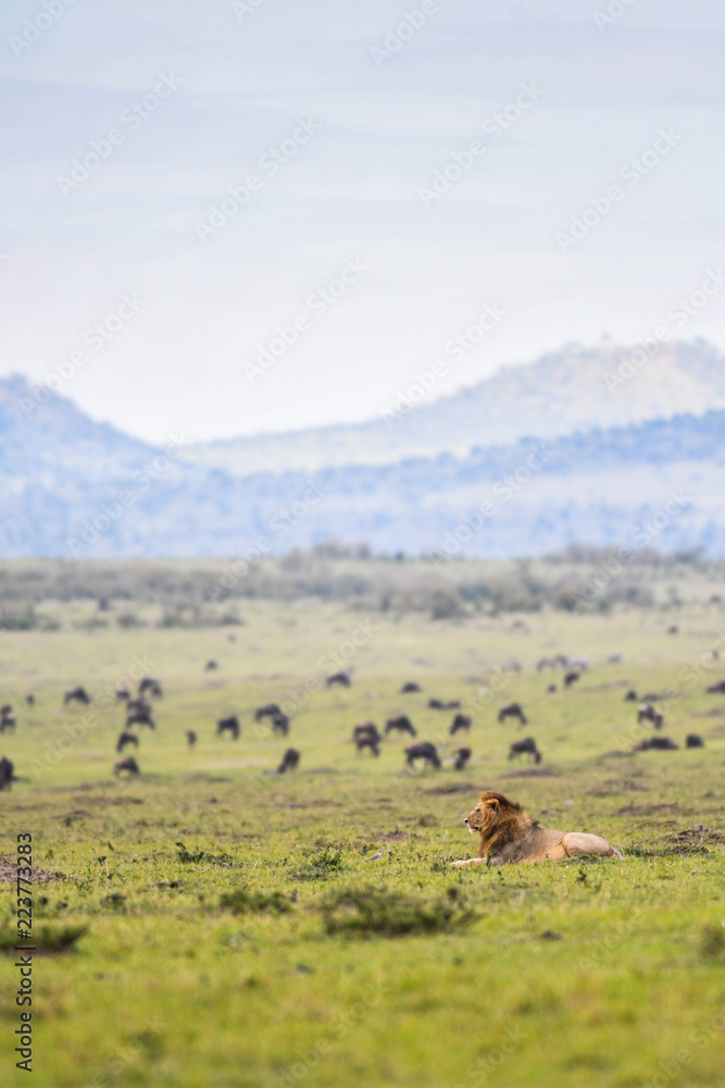 Fototapeta Męski lew odpoczywa w sawannie w Masai Mara