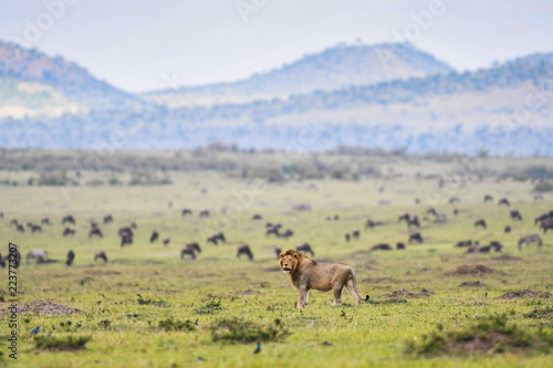 Male lion resting in a savannah in Masai Mara