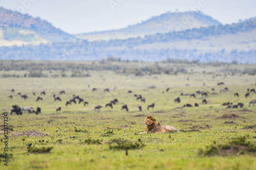Fototapeta Naklejka Na Ścianę i Meble -  Male lion resting in a savannah in Masai Mara