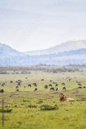 Fototapeta Naklejka Na Ścianę i Meble -  Male lion resting in a savannah in Masai Mara
