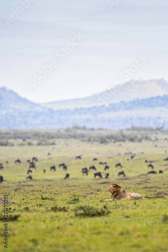 Fototapeta Naklejka Na Ścianę i Meble -  Male lion resting in a savannah in Masai Mara