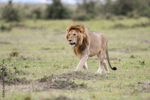 Fototapeta Naklejka Na Ścianę i Meble -  Male African lion in Masai Mara, Kenya
