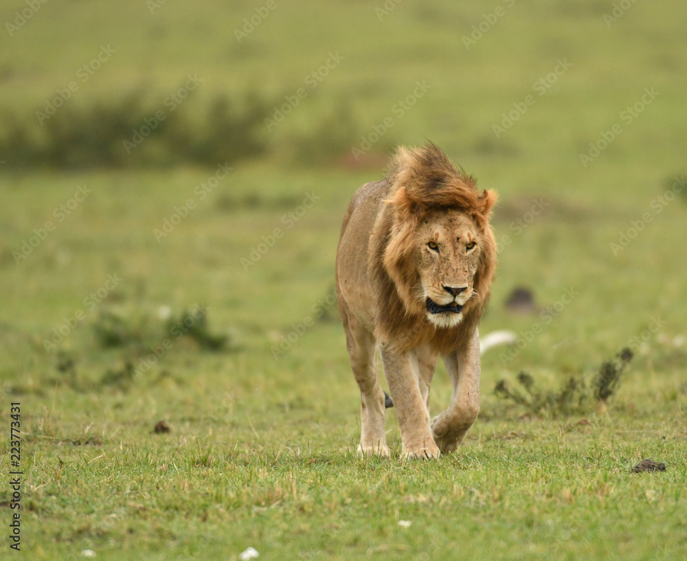 Male African lion in Masai Mara, Kenya Male African lion in Masai Mara, Kenya