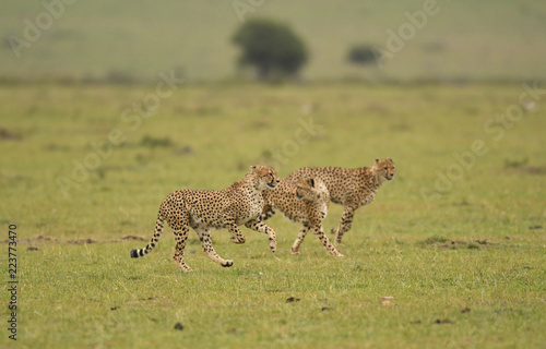 Cheetahs on the run in Masai Mara