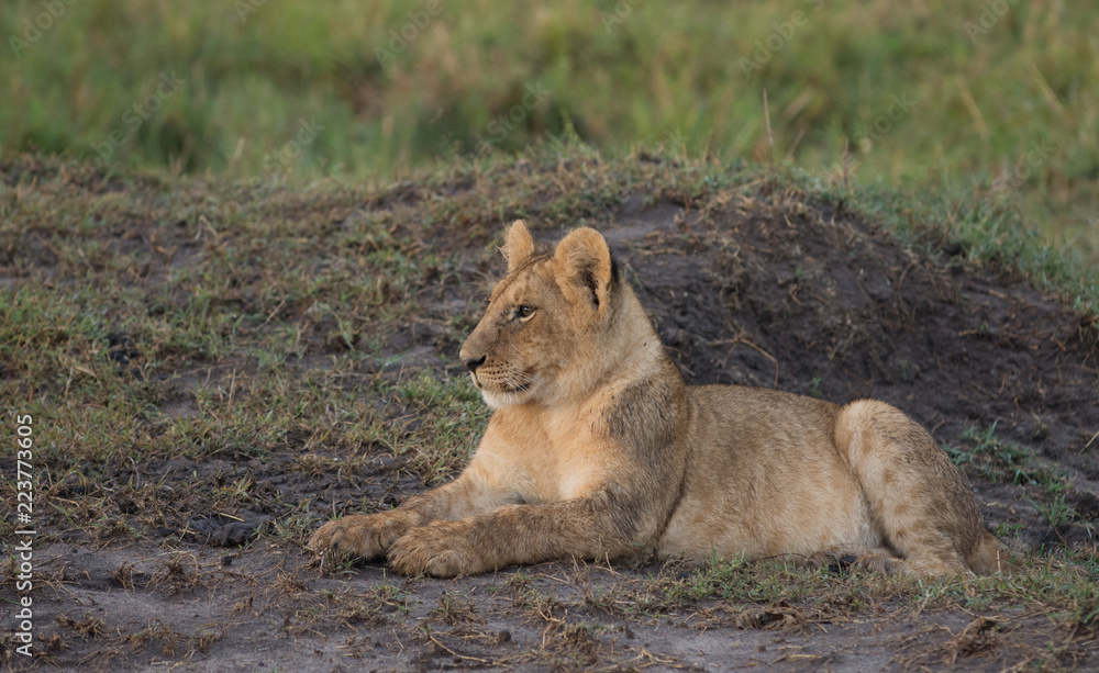 Lion cub sitting in Masai Mara Game Reserve, Kenya Lion cub sitting in Masai Mara Game Reserve, Kenya