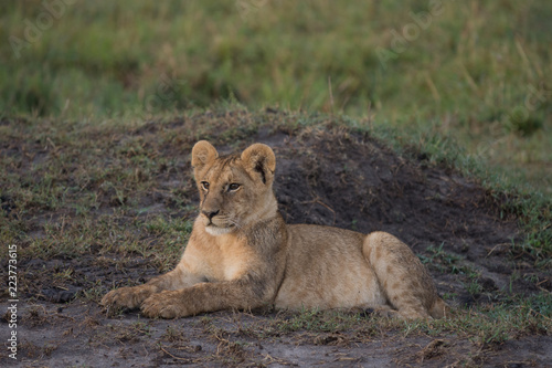 Fototapeta Naklejka Na Ścianę i Meble -  Lion cub sitting in Masai Mara Game Reserve, Kenya