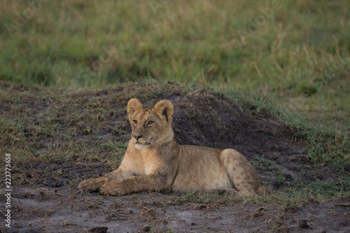 Fototapeta Naklejka Na Ścianę i Meble -  Lion cub sitting in Masai Mara Game Reserve, Kenya
