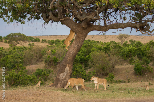 Fototapeta Naklejka Na Ścianę i Meble -  pride of lions in Masai Mara Game Reserve
