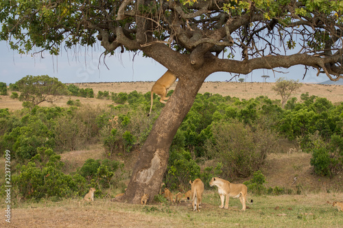 Fototapeta Naklejka Na Ścianę i Meble -  pride of lions in Masai Mara Game Reserve