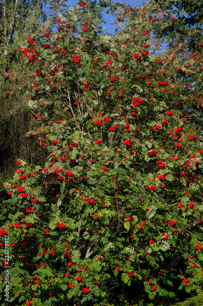 Rowan Sorbus aucuparia with fruits. Te Anau. Southland. South Island. New Zealand.