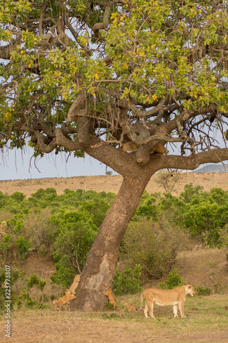 Fototapeta Naklejka Na Ścianę i Meble -  pride of lions in Masai Mara Game Reserve