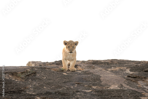 Fototapeta Naklejka Na Ścianę i Meble -  African lion cubs