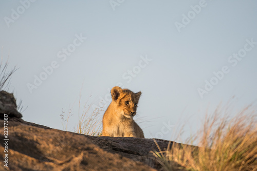 Fototapeta Naklejka Na Ścianę i Meble -  African lion cubs