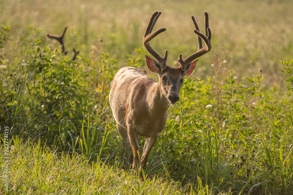 Obraz premium White-tailed deer buck with velvet antlers