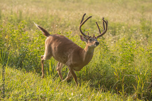 White-tailed deer buck with velvet antlers
