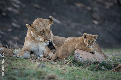 Fototapeta Naklejka Na Ścianę i Meble -  Lioness licking its cub