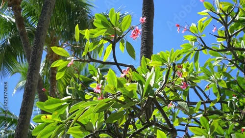 Pink plumeria in Hawaii in 4k slow motion 60fps photo