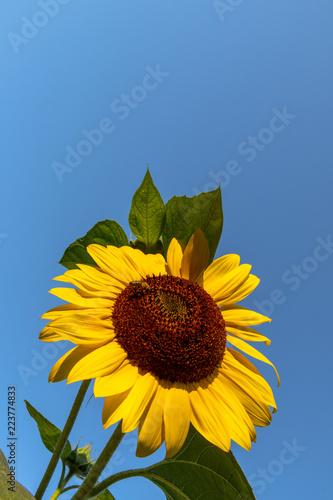 Fototapeta Naklejka Na Ścianę i Meble -  Sunflower on a blue sky