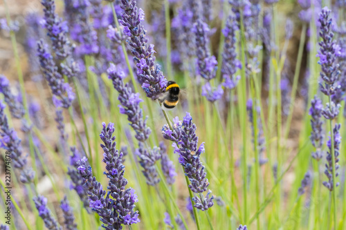 Fototapeta Naklejka Na Ścianę i Meble -  Hummel an Lavendel