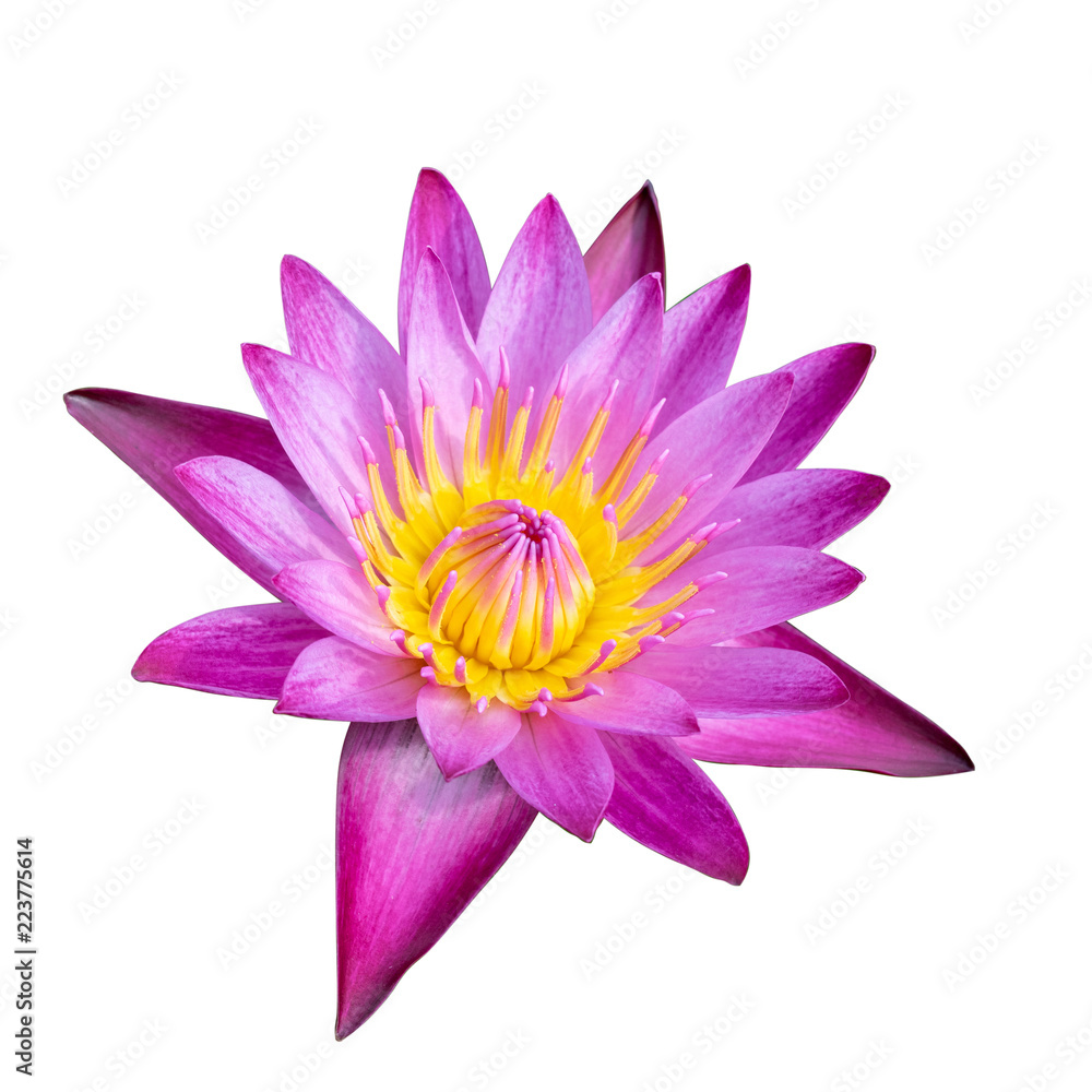 water lily or lotus flower isolate on white background,clipping path included water lily or lotus flower isolate on white background,clipping path included