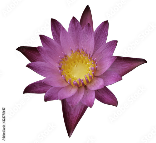 water lily or lotus flower isolate on white background clipping path included
