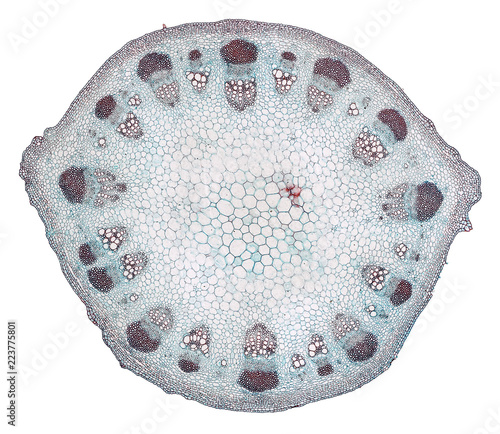 dicotyledon stem - cross section cut under the microscope – microscopic view of plant cells for botanic education photo