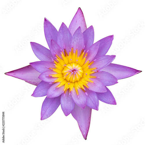 water lily or lotus flower isolate on white background clipping path included