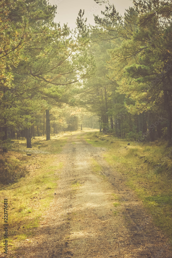 Naklejka premium Eine schöne grüne Straße im Wald