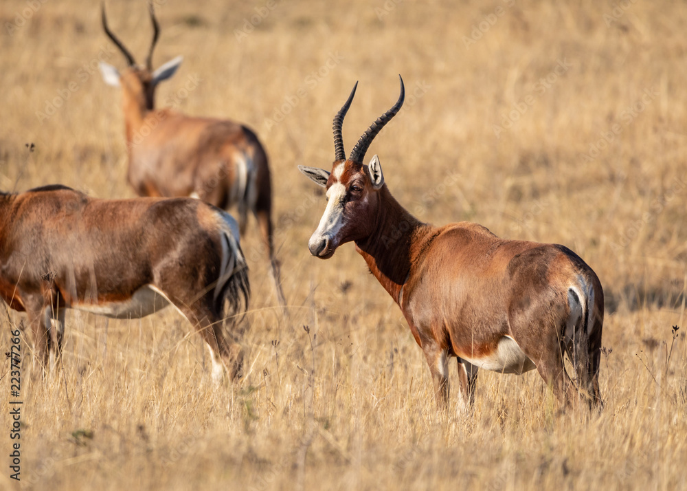 Blesbok (Damaliscus pygargus phillipsi) antelope Blesbok (Damaliscus pygargus phillipsi) antelope