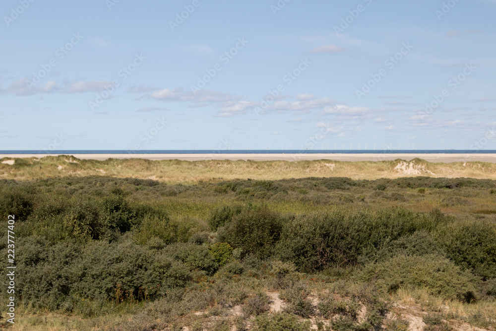 gras und pflanzen auf den sand dünen der nordsee insel borkum fotografiert während einer besichtigungstour auf der norsee insel borkum mit weit winkel objektiv