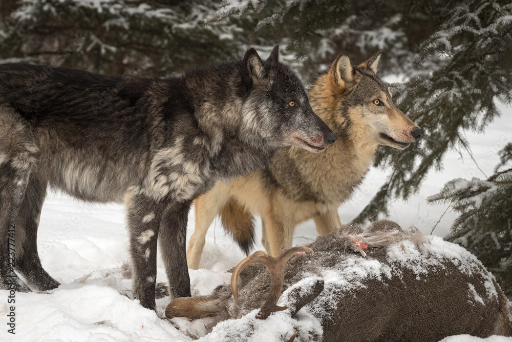Fototapeta premium Black Phase and Grey Wolf (Canis lupus) Look Up Right Over Deer Carcass