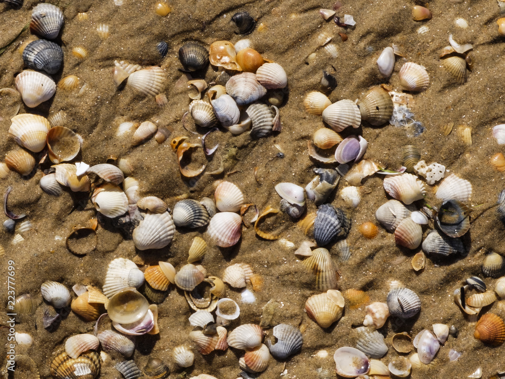 many shells in the sand on the beach many shells in the sand on the beach