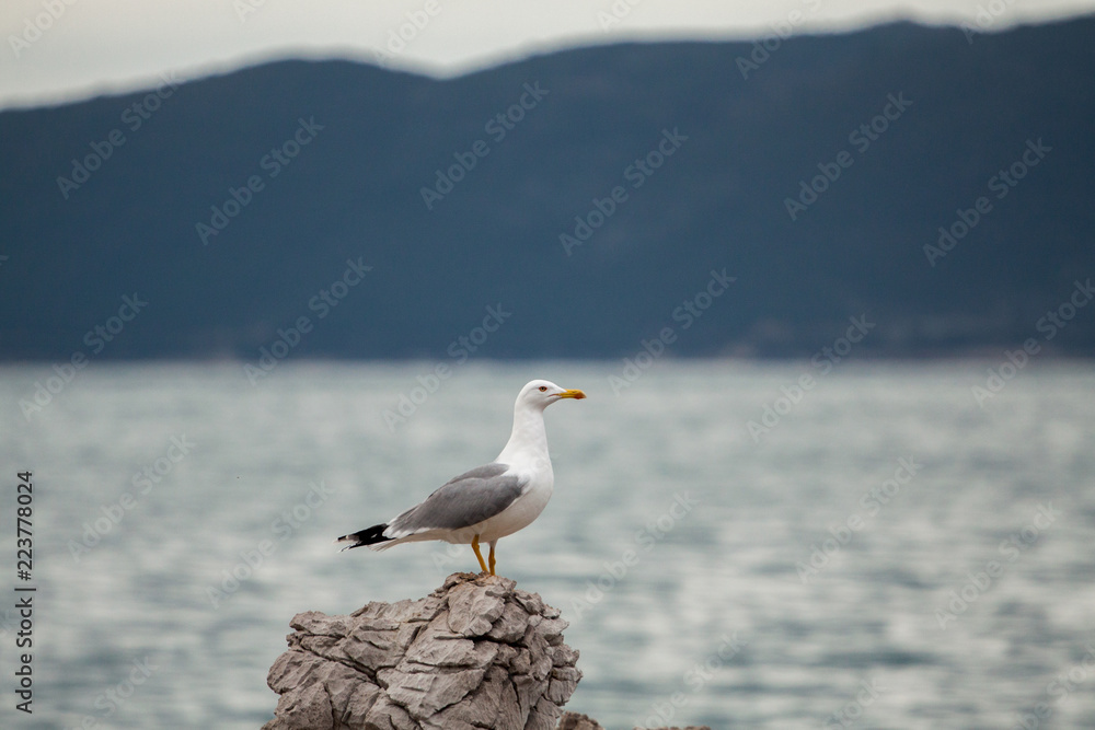 Seagull on the background of the sea. Seagull on the background of the sea.