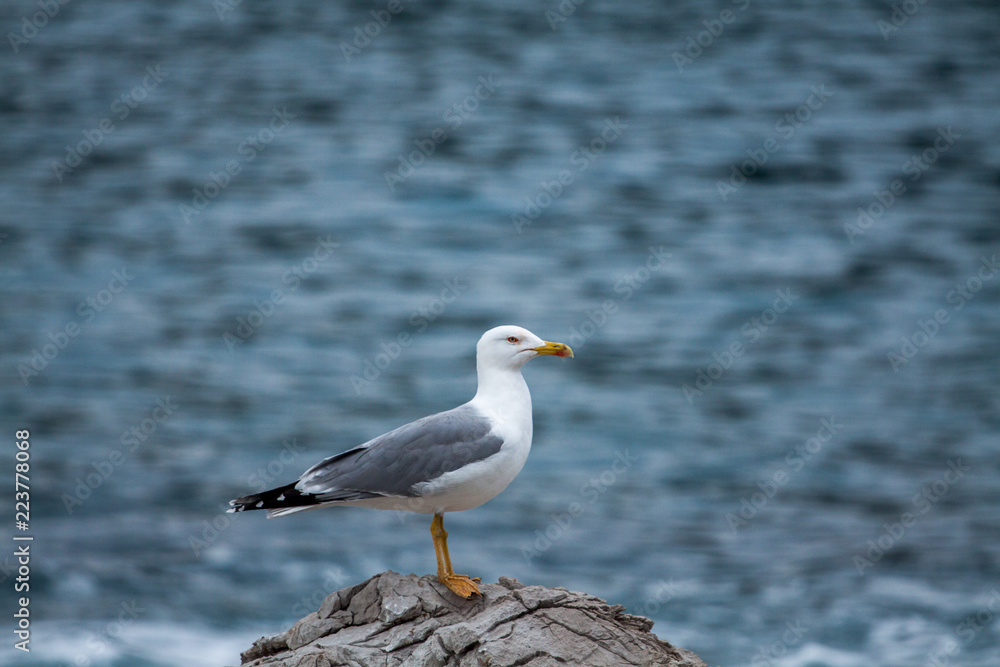 Seagull on the background of the sea. Seagull on the background of the sea.