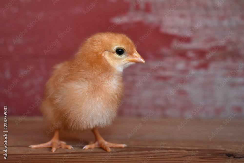 A chick on wood with a red barn board background A chick on wood with a red barn board background