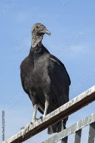 Imposing head-black vulture  Coragyps atratus  front view  with details  living in Forte Sao Luis and Forte do Pico  in Niter  i  Rio de Janeiro.