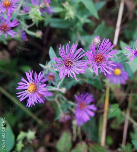 New England Aster