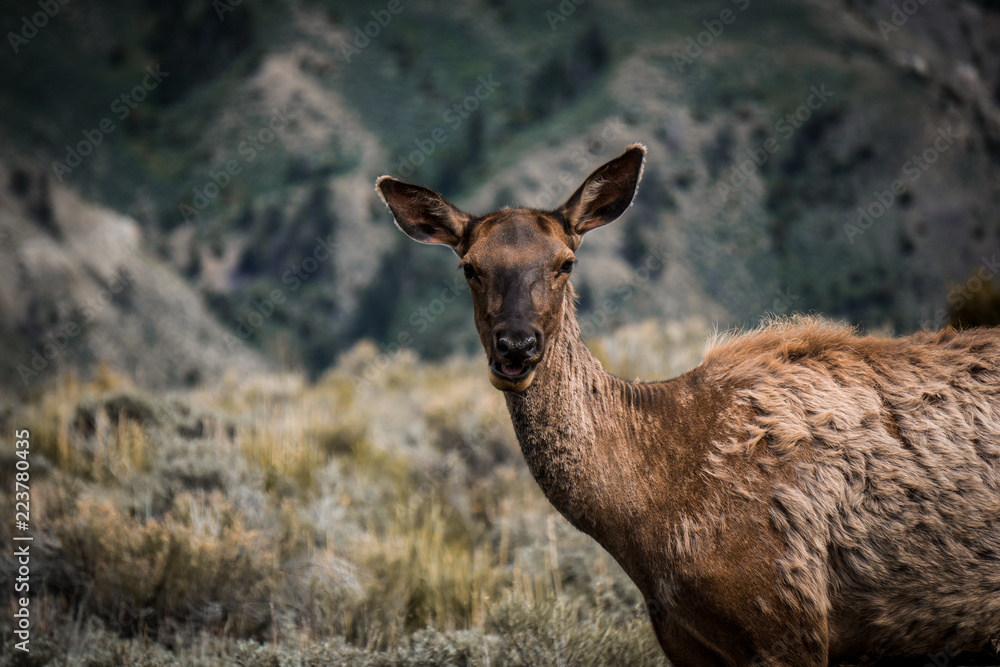 Elk Elk
