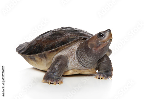 Tortoise on white background