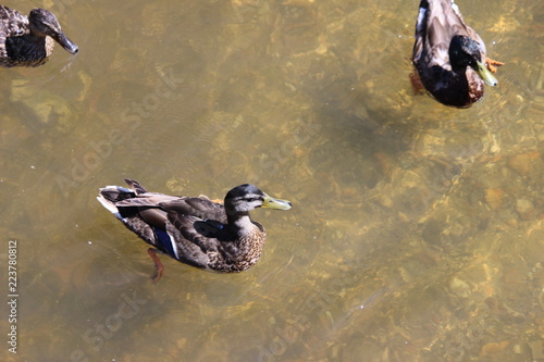 ducks on the lake