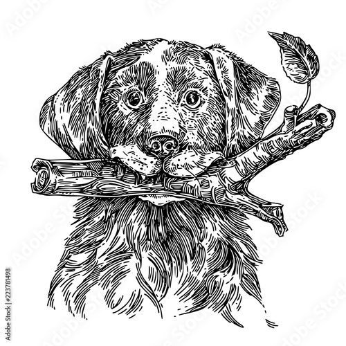 Dog holding stick in his mouth. Black and white. Engraving style. Vector illustration.