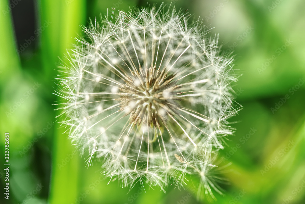 Dandelion head