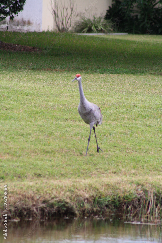 Fototapeta premium Sandhill Crane, Great Blue Heron, battle of the birds, birds, nature, wildlife, terf war